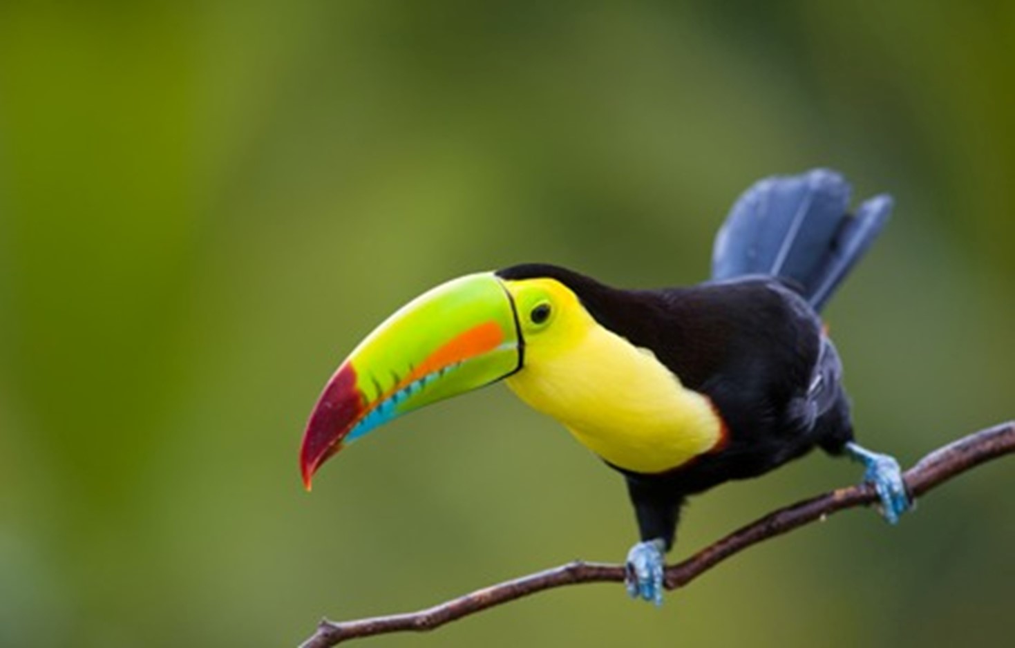 Tucan