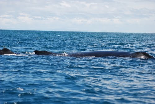 ballena1