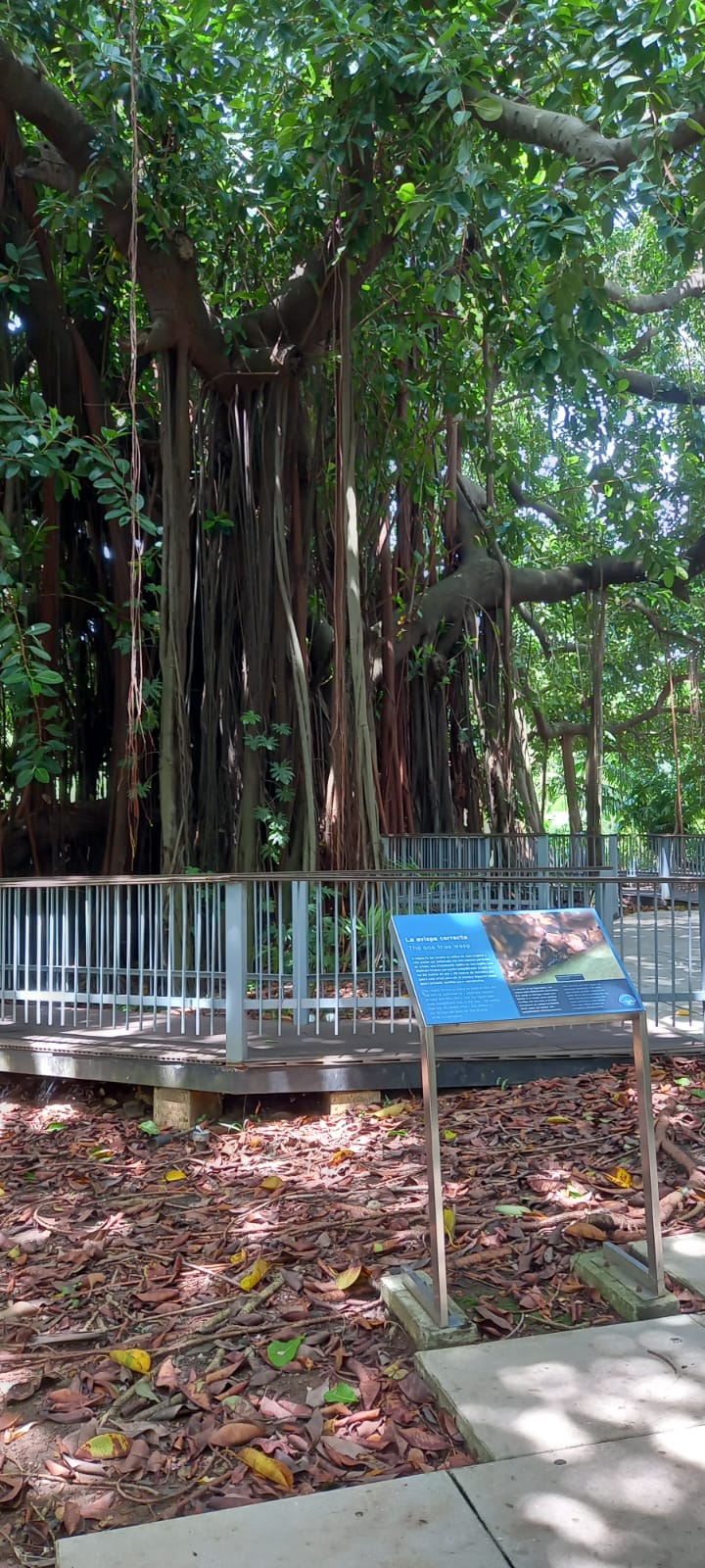 biomuseo jardines