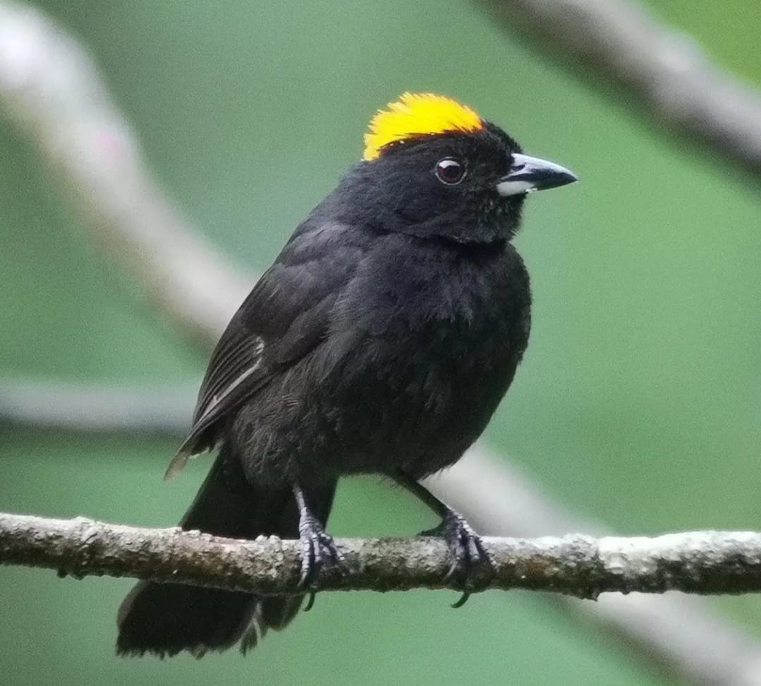 pajaro negro discovery