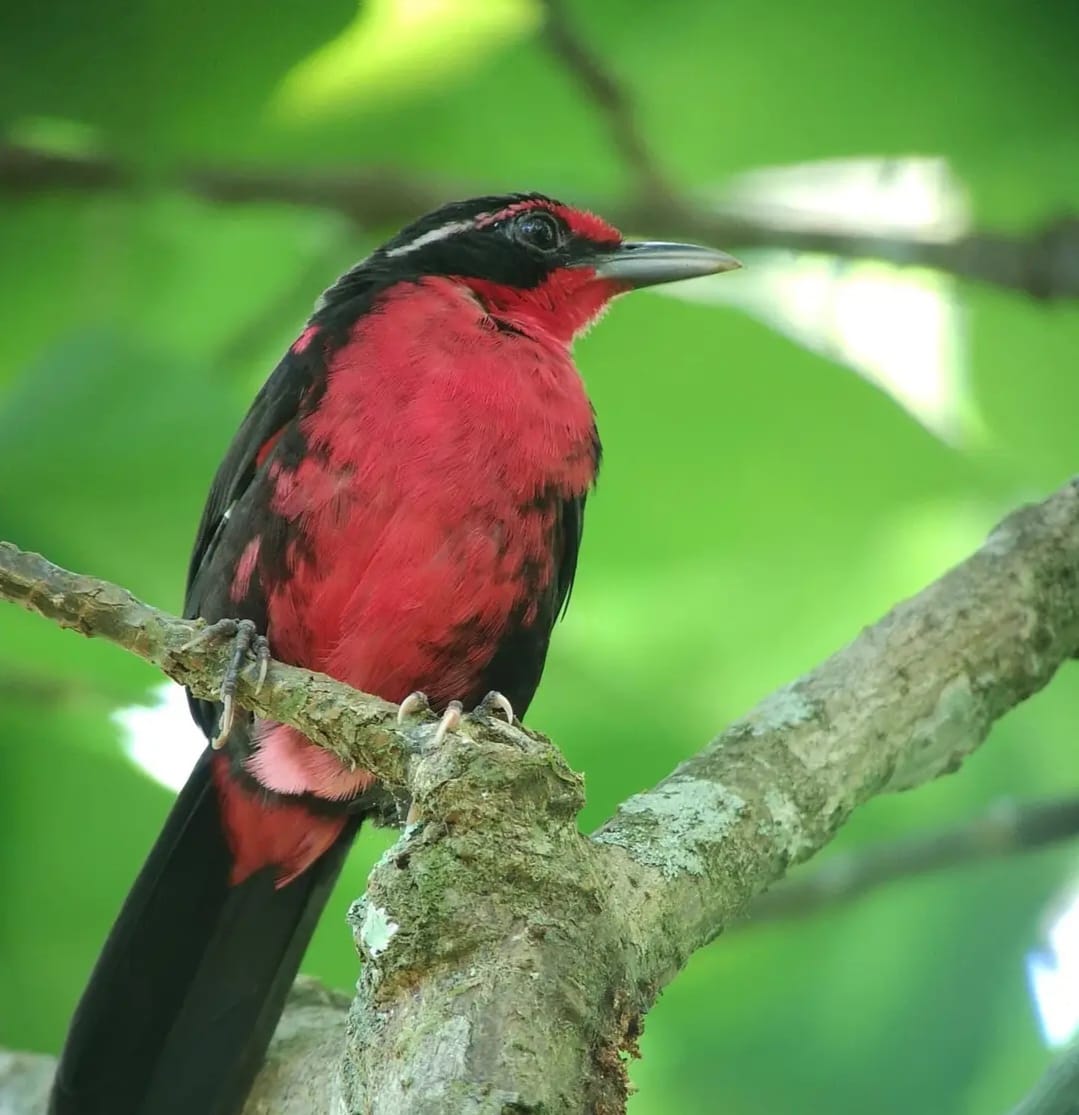 pajaro rojo discovery tirolina