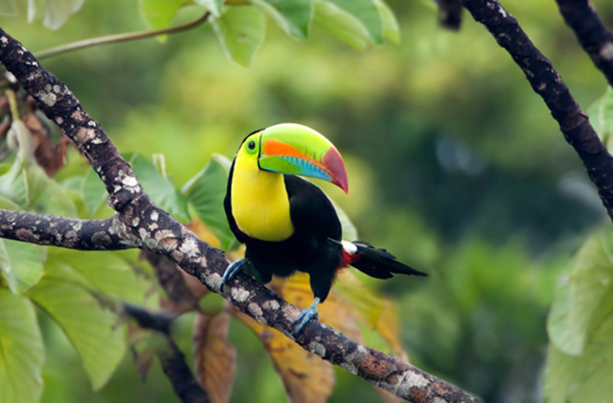 tucan